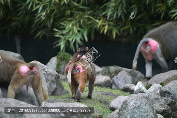 狒狒