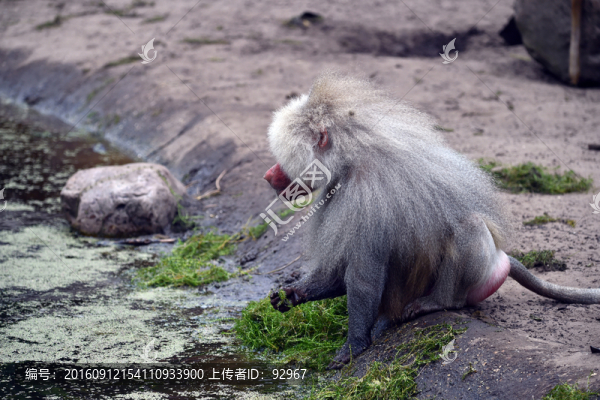 狒狒覓食