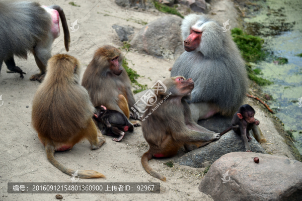 狒狒