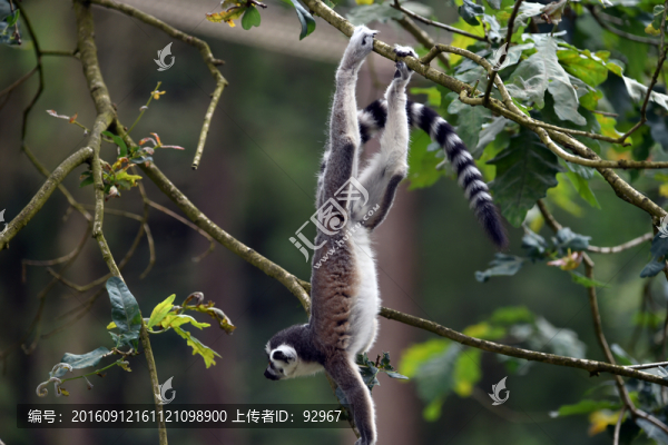 狐猴
