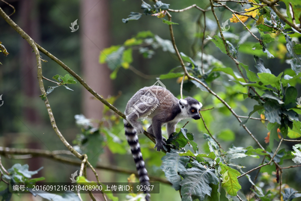 環(huán)尾狐猴