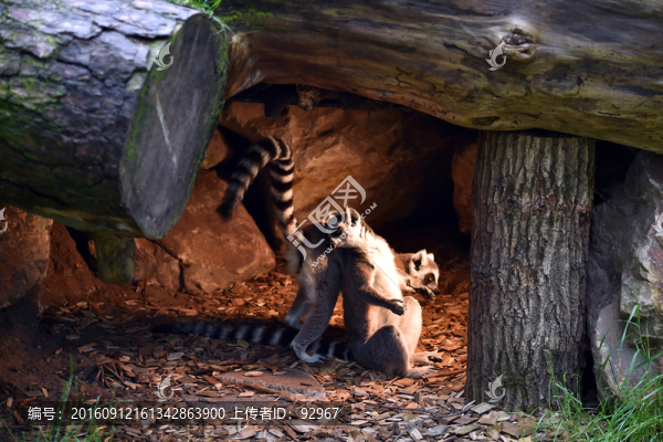 環(huán)尾狐猴