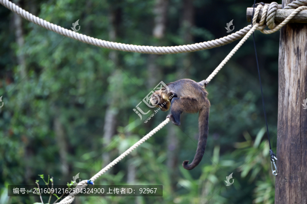 卷尾猴