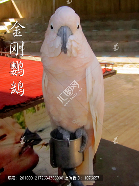 金剛鸚鵡-匯圖網(wǎng) www.fosd68.com 金剛鸚鵡