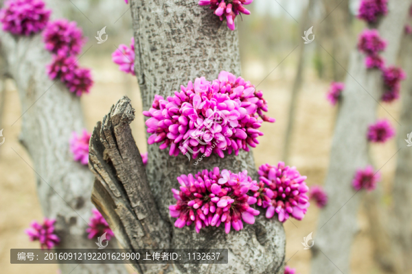 紫荊花
