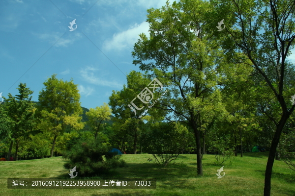 草坪