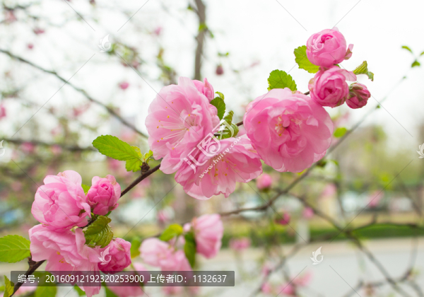 桃花