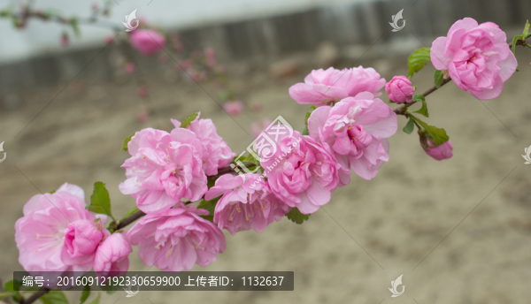 桃花