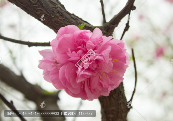 桃花