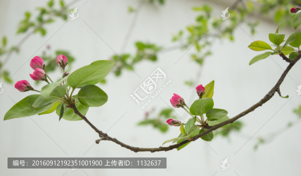 海棠花