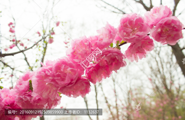 花朵