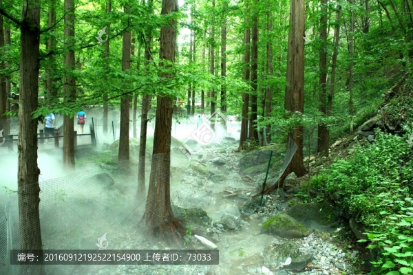 云霧森林