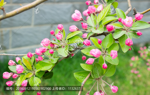 海棠花