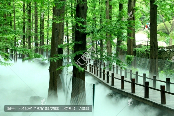 森林云霧