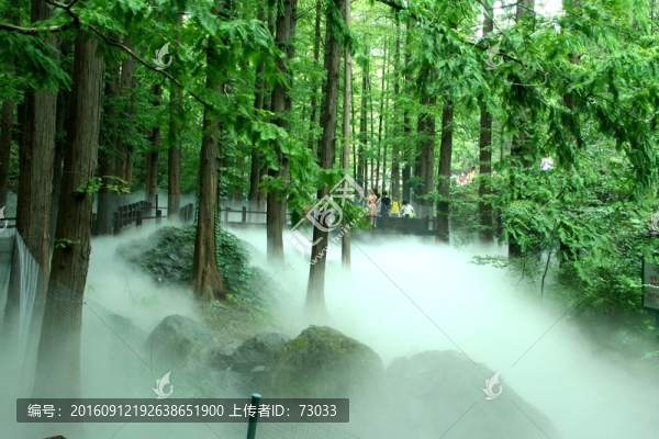 森林云霧