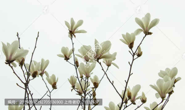 玉蘭花