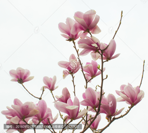 玉蘭花