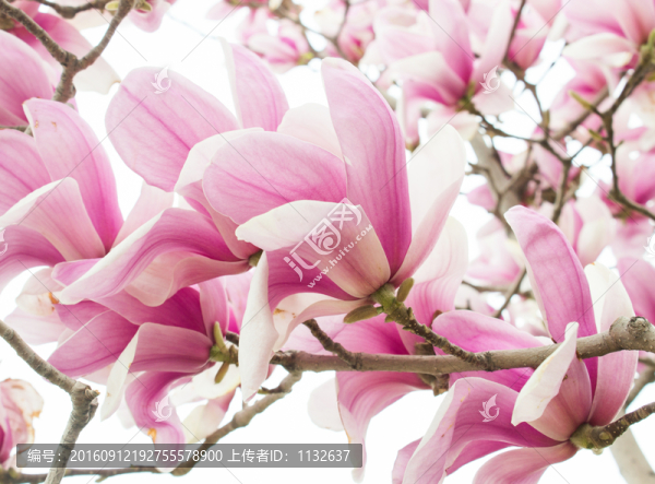 玉蘭花