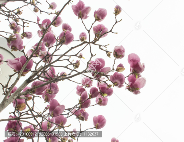 玉蘭花
