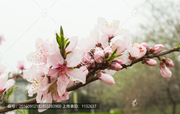 花朵