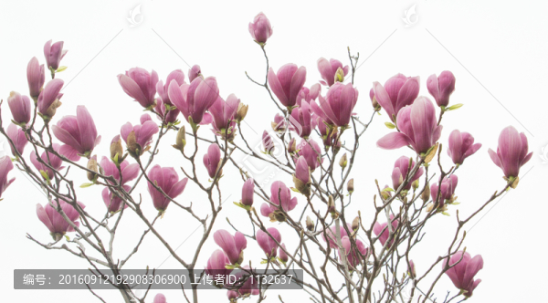 玉蘭花