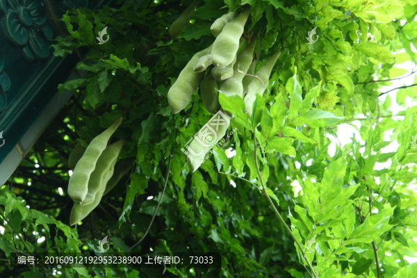 綠豆角