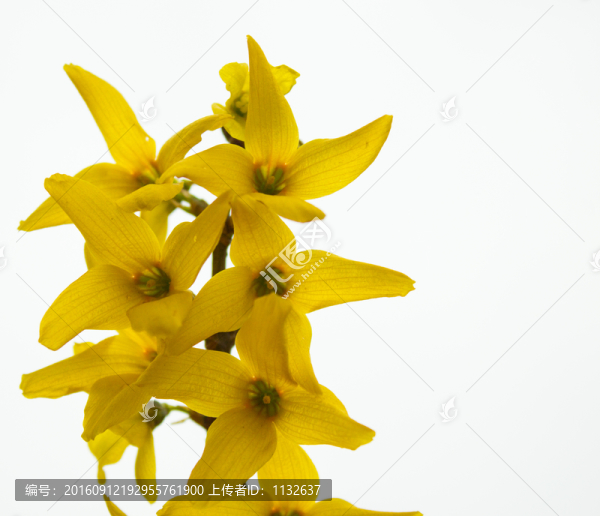 花-匯圖網(wǎng) www.fosd68.com 花