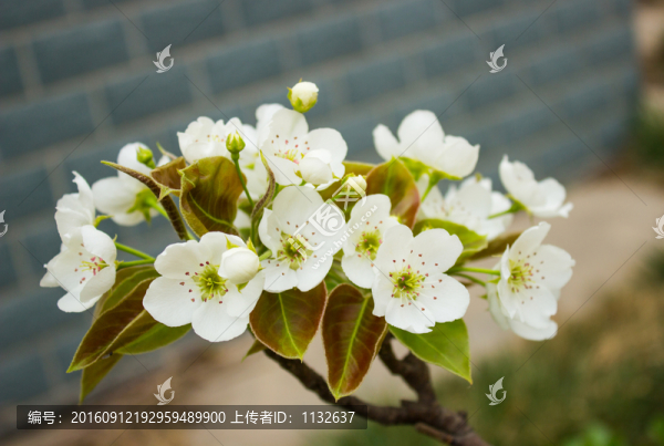 花