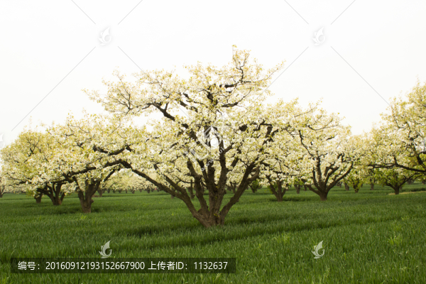 梨花梨樹