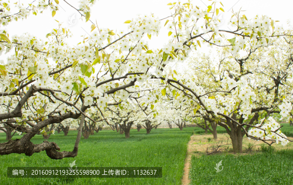 梨花梨樹