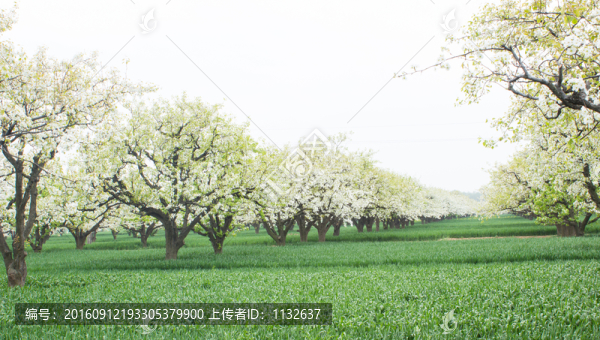 梨花梨樹