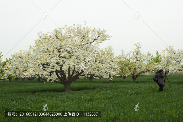 梨花梨樹