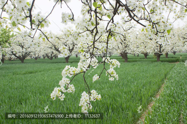 梨花梨樹