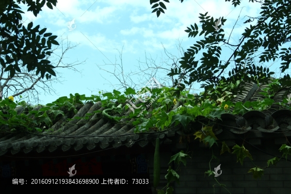 屋頂綠植