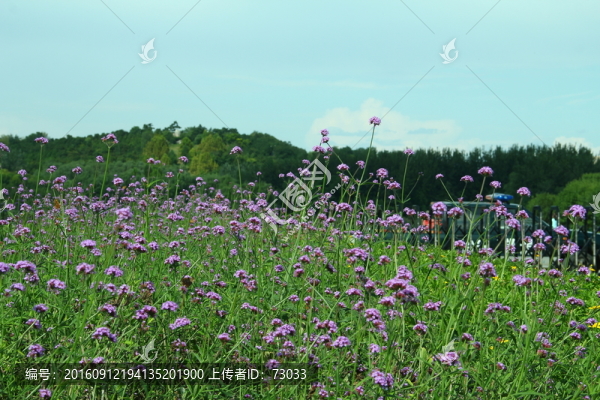 花海
