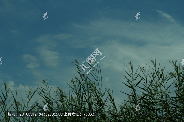 蘆葦