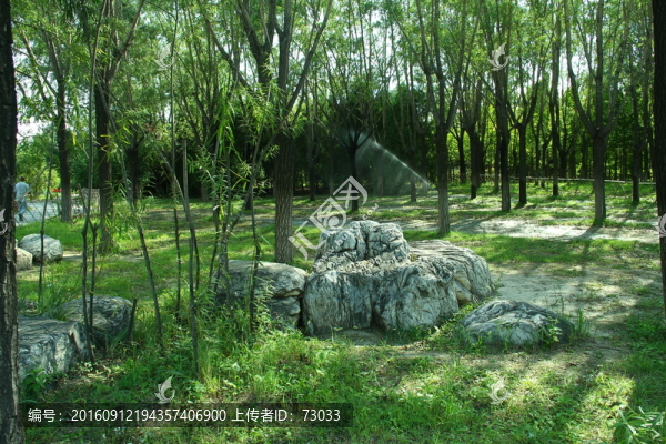 樹林觀賞石