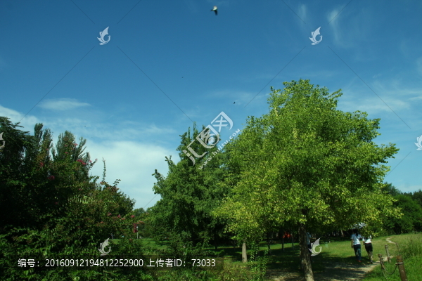 樹林