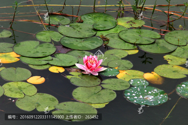 睡蓮,子午蓮