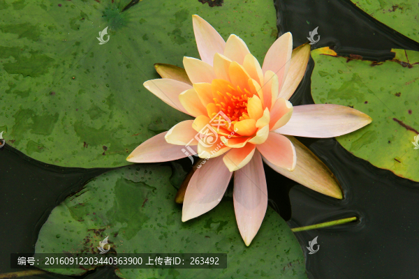 睡蓮,子午蓮,粉色睡蓮