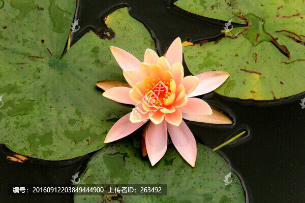 睡蓮,子午蓮,粉色睡蓮