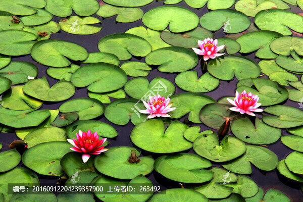 睡蓮,子午蓮