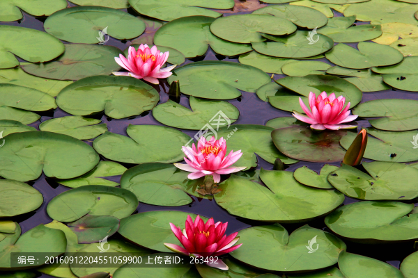 睡蓮,子午蓮
