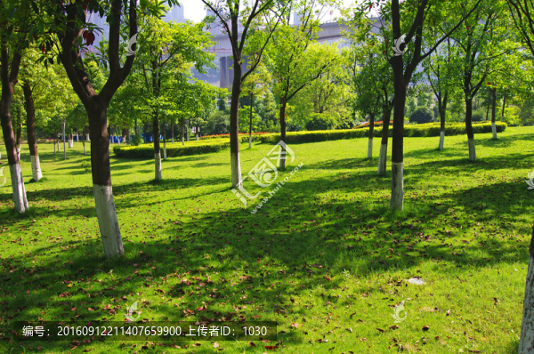樹木,草地