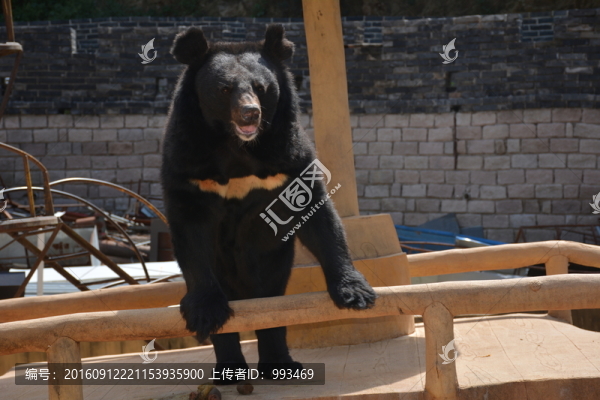 黑熊