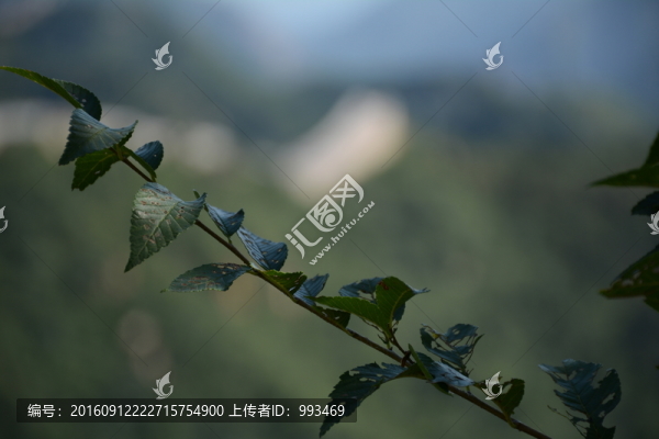 長(zhǎng)城一樹枝