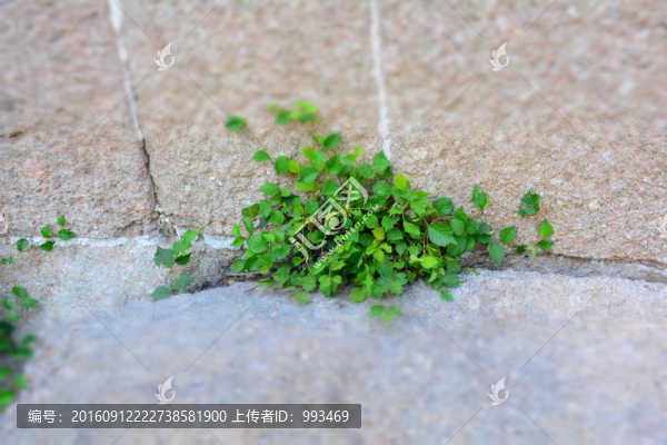 八達嶺長城上的風景