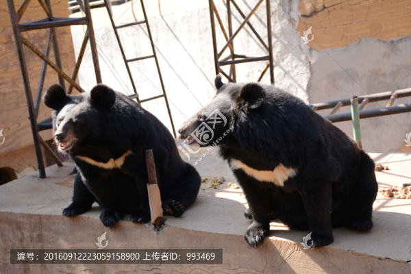 熊
