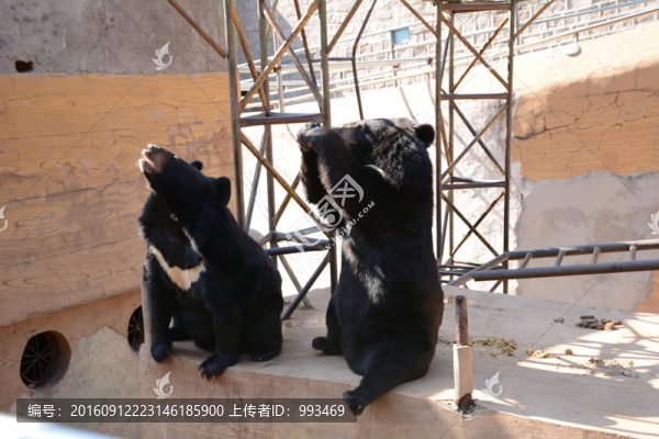 熊