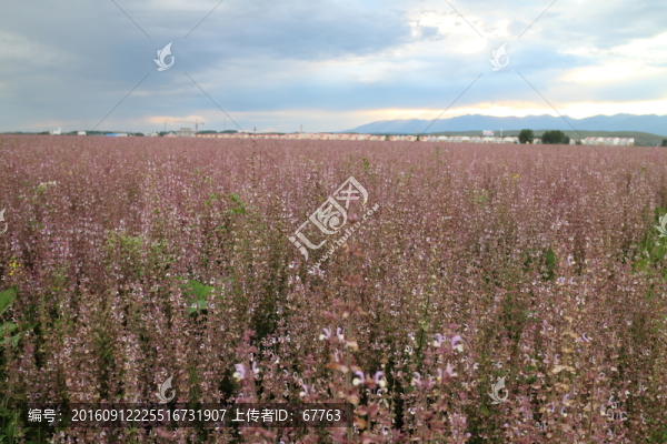 紫蘇花田